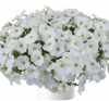 ПЕТУНИЯ Cascadias Iceberg