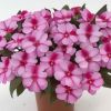 Бальзамин нг Harmony Purple Cream