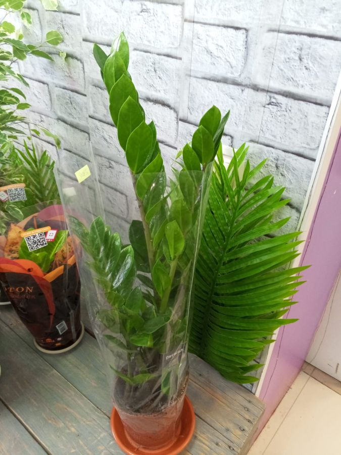 Замиакулькас