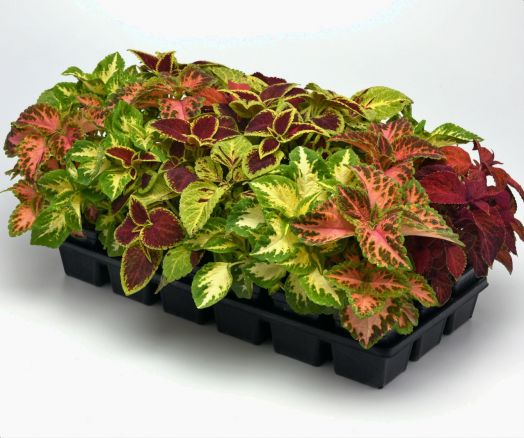 Колеус гибридный (Coleus hybrida) Wizard Mix, 100 семян
