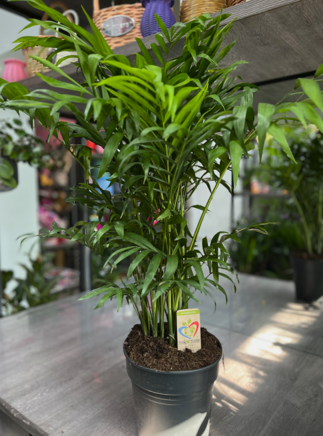Chamaedovea Elegans