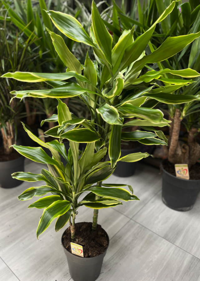 Dracaena Gold coast