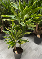 Dracaena Gold coast