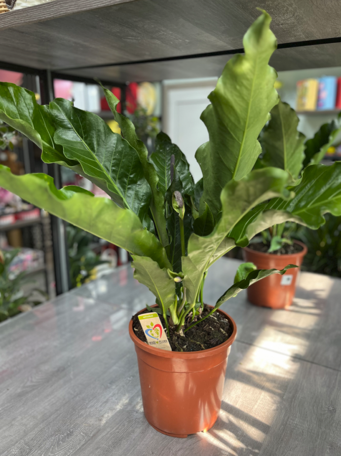 Anthurium
