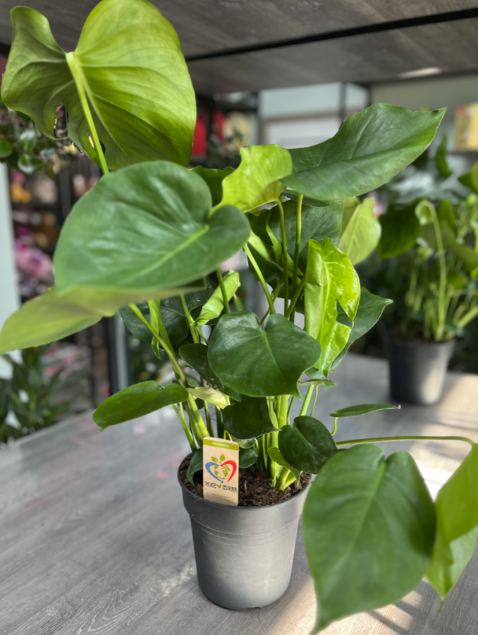Monstera