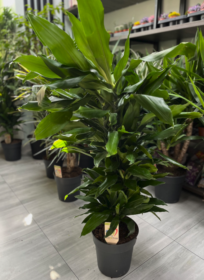 Dracaena janet lind