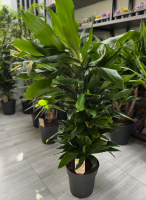 Dracaena janet lind