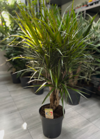 Dracaena marginata