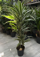 Dracaena white stripe