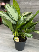 Aglaonema Silver Bay