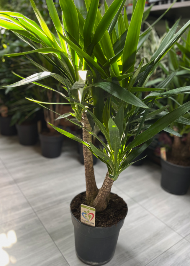 Yucca