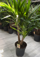 Yucca