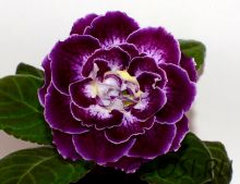 ЕН-Лунное Танго (сел.Е.Николаева) Новинка 2025!