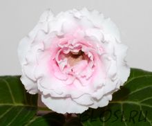 ЕН-Роза в Молоке (сел.Е.Николаева) Новинка 2025!