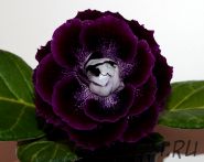 ЕН-Князь Хазар (сел.Е.Николаева) Новинка 2025!