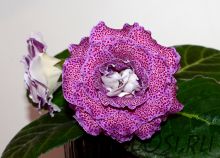 ЕН-Сосчитай Горошинки (сел.Е.Николаева) Новинка 2025!