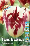 Tyulpan-Grand-Perfekshn-11-12-seriya-Triumf-1-sht