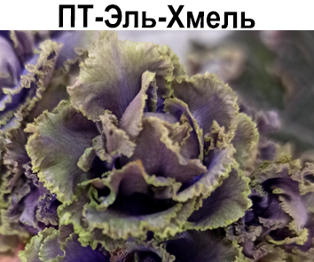 ПТ-Эль-Хмель (Пугачева)