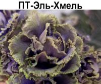 ПТ-Эль-Хмель