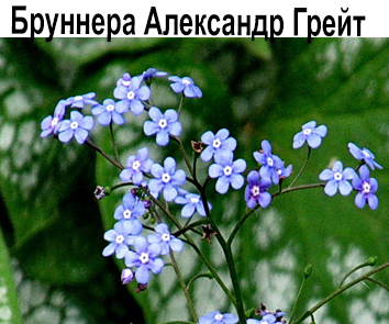 Бруннера Александр Грейт