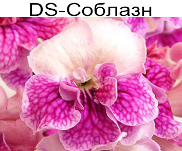 DS-Соблазн (Диметрис)