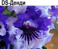 DS-Денди
