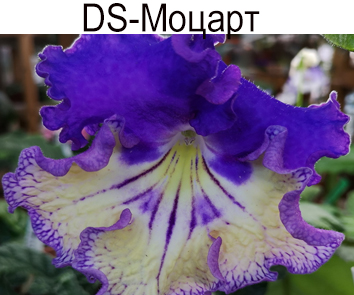 DS-Моцарт (Диметрис)