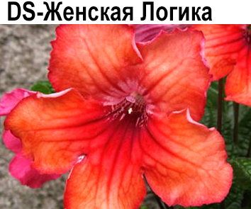 DS-Женская Логика (Диметрис)