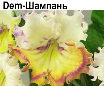 Dem-Шампань (Демченко)  НОВИНКА КАТАЛОГА!