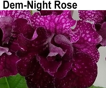 Dem-Night Rose (Демченко)