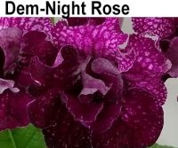 Dem-Night Rose