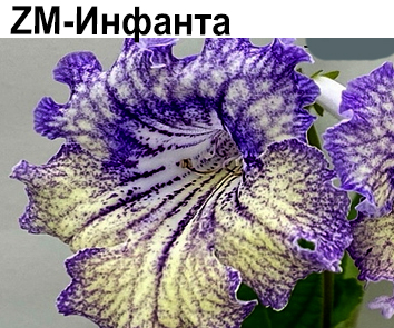 ZM-Инфанта  НОВИНКА КАТАЛОГА!