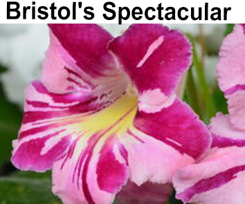 Bristol s Spectacular (R. Robinson)