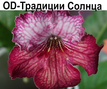 OD-Традиции Солнца  НОВИНКА КАТАЛОГА!