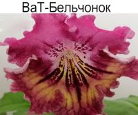 ВаТ-Бельчонок