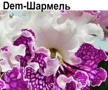 Dem-Шармель (Демченко)