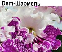 Dem-Шармель