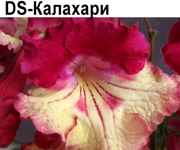 DS-Калахари (Диметрис)