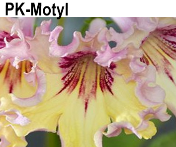 PK-Motyl