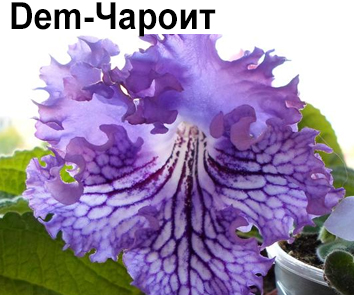 Dem-Чароит (Демченко)