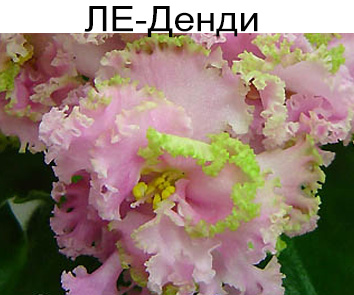 ЛЕ-Денди (Лебецкая)