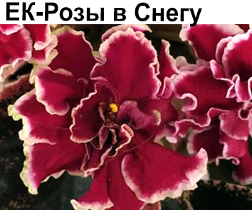 ЕК-Розы в Снегу (Коршунова)  НОВИНКА