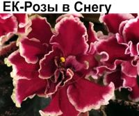 ЕК-Розы в Снегу (Коршунова)  НОВИНКА