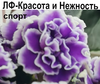 ЛФ-Красота и Нежность (Федосеева) спорт  НОВИНКА 23г