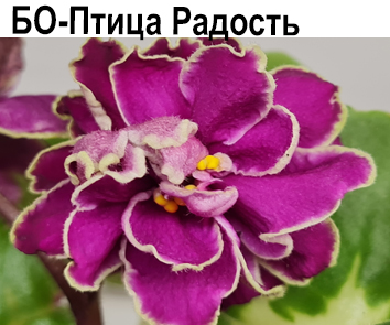 БО-Птица Радость (Б. Коцевьят)  НОВИНКА