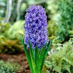 Giacint-Blyu-Dzhaket-14-15-1-sht