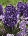 Giacint-Royal-Navi-14-15-1-sht