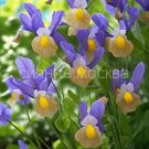 Iris-gollandskij-Mistik-Byuti-6-7-10-sht