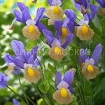 Iris-gollandskij-Mistik-Byuti-6-7-10-sht