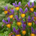 Iris-gollandskij-Pikasso-7-8-10-sht
